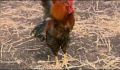 dr dolittle 3-avi_455.jpg